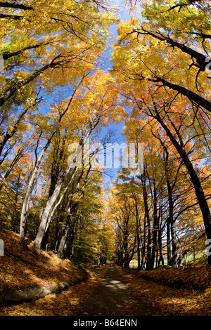 Autunno stagione autunnale delle foglie di albero canopy Foto Stock