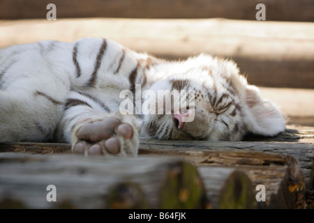 Baby tigre bianca dormire e prendere il sole Foto Stock