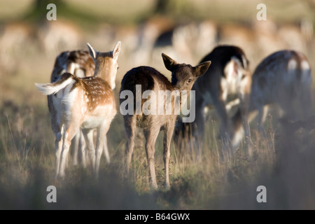 Allevamento di daini in movimento attraverso erba lunga Foto Stock