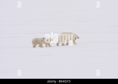 Orso polare madre con due 1 anno vecchio cubs Foto Stock