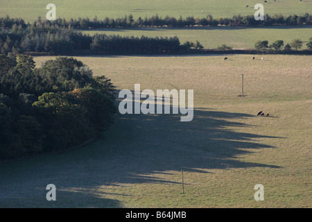La mattina presto autunno vista aerea del bestiame al pascolo in un campo attraversato da linee di potenza su cui alberi gettato ombre lunghe. Foto Stock
