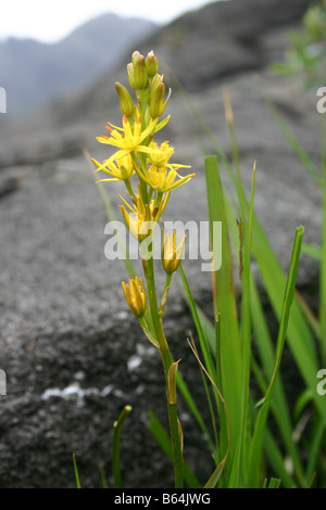 Bog Asphodel Narthecium ossifragum crescendo in un alpeggio Foto Stock