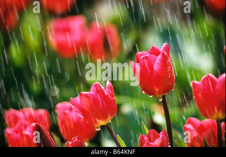 Holland, Paesi Bassi, Lisse. Giardini di fiori chiamato: De Keukenhof. I tulipani in caso di pioggia. Foto Stock