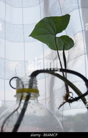 Coltivazione di piante da vaso in plastica Foto Stock