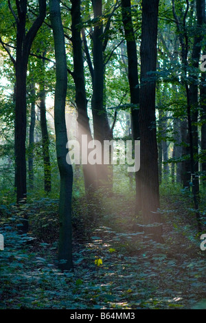 Alberi di luce solare che penetrano in profondità del fitto bosco Foto Stock