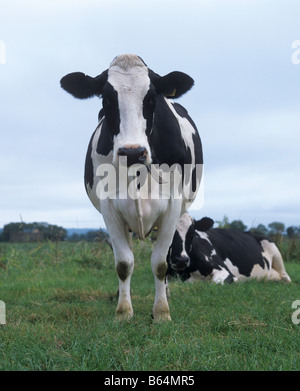 Holstein il frisone vacca da latte rivolta verso le telecamere East Devon Foto Stock