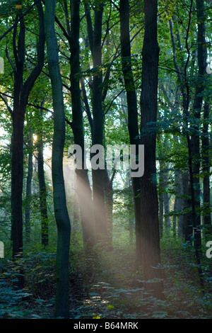 Alberi di luce solare che penetrano in profondità del fitto bosco Foto Stock