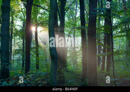 Alberi di luce solare che penetrano in profondità del fitto bosco Foto Stock