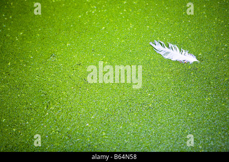 White feather floating tra lenticchie d'acqua Foto Stock