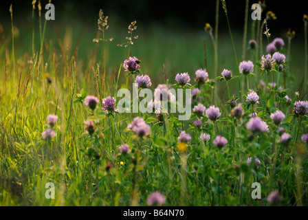 Fiori Selvatici Londonderry Vermont Foto Stock