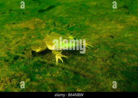 American bullfrog Rana catesbeiana Vermont Foto Stock