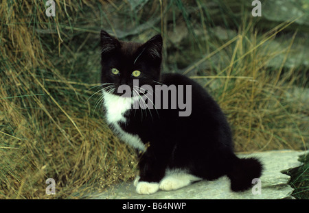 Bianco e nero gattino nel cortile. Foto Stock