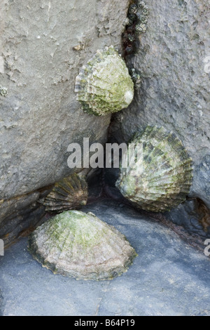 Primo piano di alcuni esposti patelle a Kilve Beach. Foto Stock