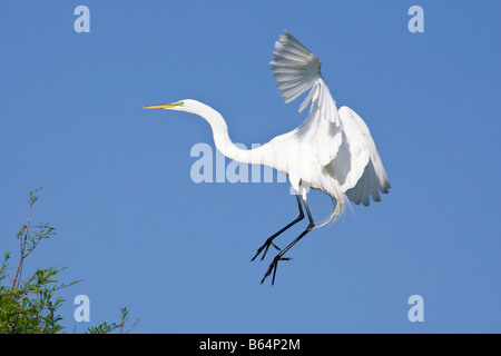 Airone bianco maggiore preparazione a terra Foto Stock