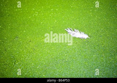 White feather floating tra lenticchie d'acqua Foto Stock