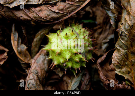 Caduto Ippocastano conker in un letto di foglie autunm Foto Stock