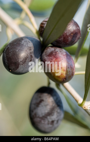 Messa a fuoco selettiva Closeup di maturazione delle olive su un albero di olivo Foto Stock