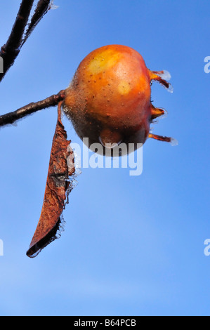 Frosty icey nespola frutto della Mespilus germanica tree Foto Stock