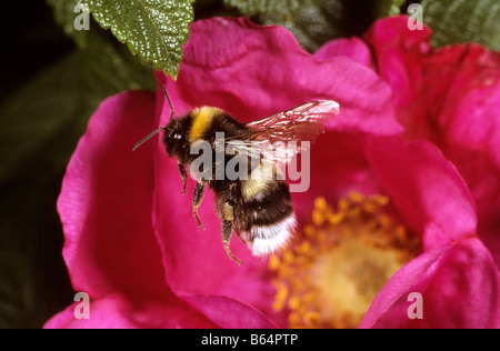 White-tailed Bumblebee (Bombus lucorum) in volo Foto Stock