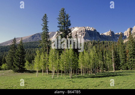 Una vista di una montagna alta prato aspen e di abeti e i picchi della gamma di serpente montagne, Nevada nel Parco nazionale Great Basin. Foto Stock