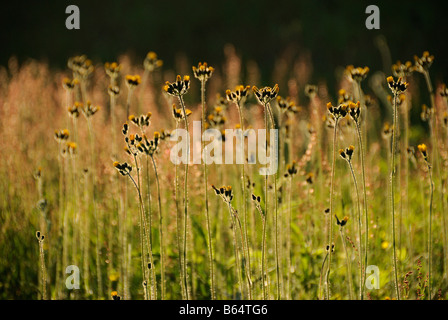 Fiori Selvatici Londonderry Vermont Foto Stock