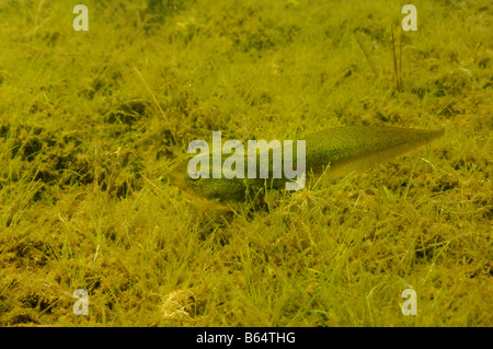 American bullfrog Rana catesbeiana Vermont Foto Stock