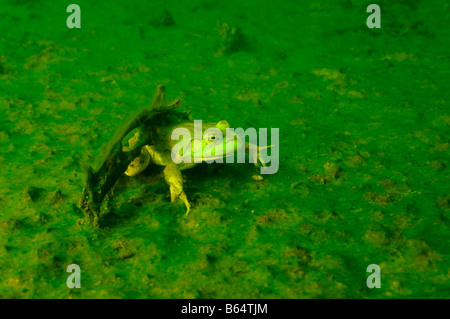 American bullfrog Rana catesbeiana Vermont Foto Stock