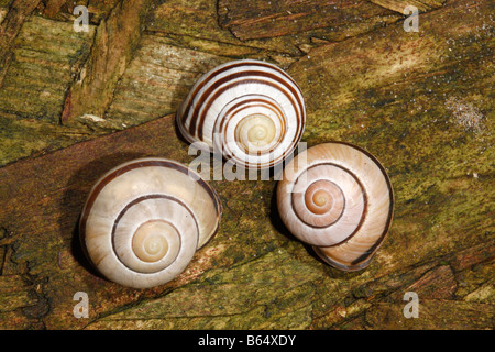 Grove lumaca o marrone lumaca a labbro Cepaea nemoralis o Helix nemoralis una lumaca nel centro ha le sue spire in retromarcia Foto Stock