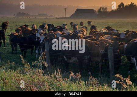 Fienile e mucche in pascolo a sunrise Arcata Humboldt County in California Foto Stock