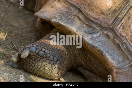 Turtle presso lo Zoo Nazionale di Washington DC Foto Stock