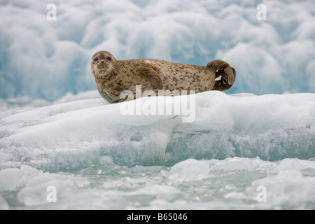 Stati Uniti d'America Alaska Tongass National Forest Sud Sawyer Glacier guarnizione Porto Phoca vitulina su iceberg di Tracy Arm Foto Stock