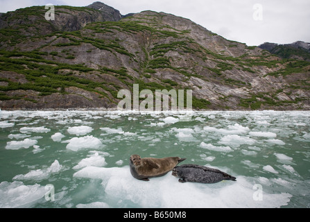 Stati Uniti d'America Alaska Tongass National Forest Harbour guarnizione e Pup Phoca vitulina poggiante su iceberg galleggianti in Tracy braccio sulla summer afterno Foto Stock