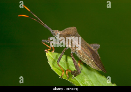 Leaffooted Bug (Acanthocephala terminalis) in piedi su una foglia Foto Stock