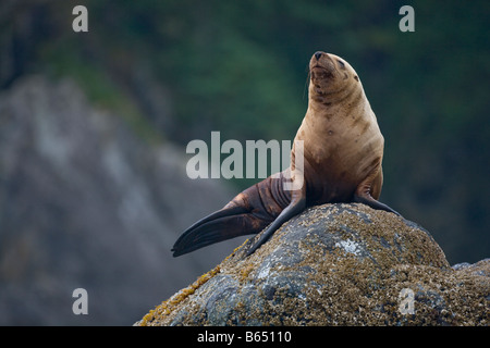 Stati Uniti d'America Alaska Tongass National Forest Steller Sea Lion Eumetopias jubatus appoggiata a haulout su Yasha isola in Frederick Sound Foto Stock