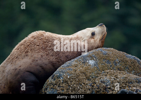 Stati Uniti d'America Alaska Tongass National Forest Steller sea lion bull Eumetopias jubatus appoggiata a haulout su Yasha Isola Foto Stock