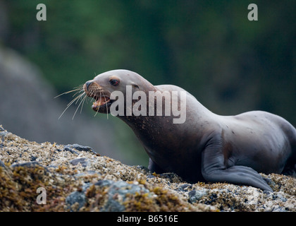 Stati Uniti d'America Alaska Tongass National Forest Steller sea lion bull Eumetopias jubatus la carica attraverso le rocce in haulout su Yasha Isola Foto Stock