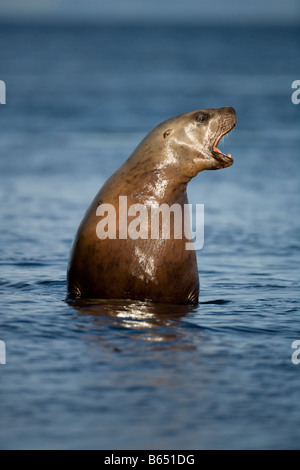 Stati Uniti d'America Alaska Tongass National Forest Steller Sea Lion Eumetopias jubatus emergenti dall'acqua vicino haulout a Yasha Isola Foto Stock