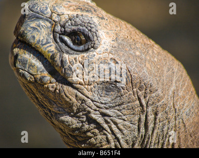 Turtle presso lo Zoo Nazionale di Washington DC Foto Stock