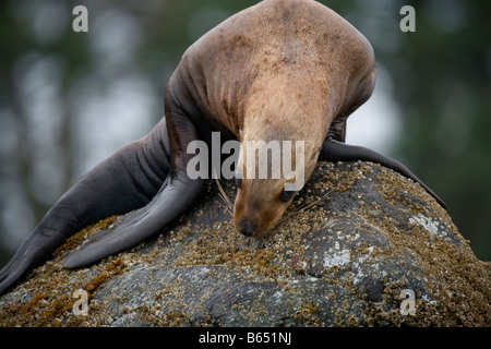 Stati Uniti d'America Alaska Tongass National Forest Steller Sea Lion Eumetopias jubatus appoggiato sulle rocce a haulout su Yasha Isola Foto Stock