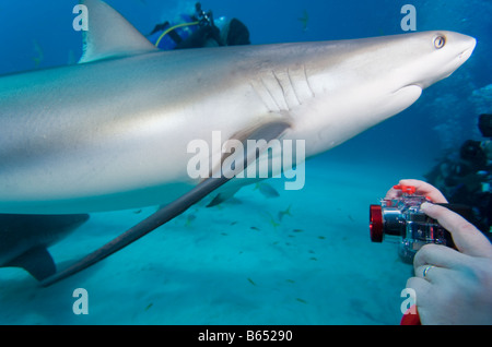 Bahamas Grand Bahama Island Freeport vista subacquea del Caribbean Reef Shark e scuba diver scattare istantanee Foto Stock