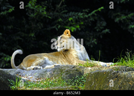 Una leonessa in Singapore Zoo Foto Stock