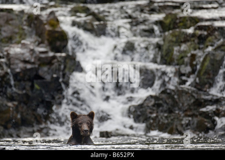 Stati Uniti d'America Alaska Freshwater Bay bruno Orso grizzly nuoto sotto la cascata durante la pesca di salmoni nel flusso di piccole dimensioni Foto Stock