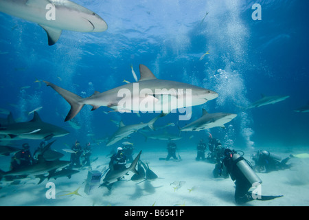 Bahamas New Providence Isola subacquei e dei Caraibi squali di barriera durante la Stuart Cove s alimentazione degli squali dive Foto Stock