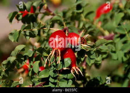 L'aggregato frutto della pianta di rose, costituito da numerosi frutticini secca racchiusa dalla vista ingrandita, carnosa, solitamente di colore rosso Foto Stock