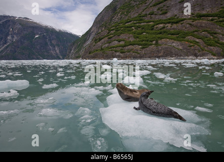 Stati Uniti d'America Alaska Tongass National Forest Harbour guarnizione e Pup Phoca vitulina poggiante su iceberg galleggianti in Tracy Arm Foto Stock