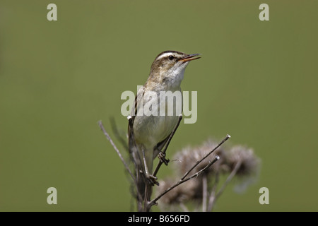 Schilfrohrsänger Rohrsänger Sedge Trillo Acrocephalus schoenobaenus Foto Stock