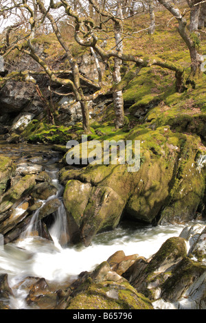 Cascate sul fiume Marteg Gilfach Agriturismo Riserva Naturale, un Radnorshire Wildlife Trust riserva vicino Rhayader, POWYS, GALLES. Foto Stock