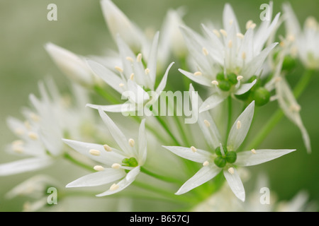 Fiori di Ramsons o aglio selvatico (Allium ursinum).. Powys, Wales, Regno Unito. Foto Stock