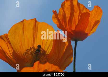 Welsh Papaveri (Meconopsis cambrica) fiori contro un cielo blu. Powys, Galles. Foto Stock