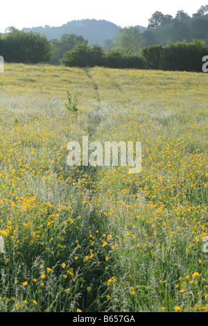 Prato su di una azienda agricola biologica con il prato fiorito renoncules (Ranunculus acris) su un gelido mattino. Powys, Wales, Regno Unito. Foto Stock